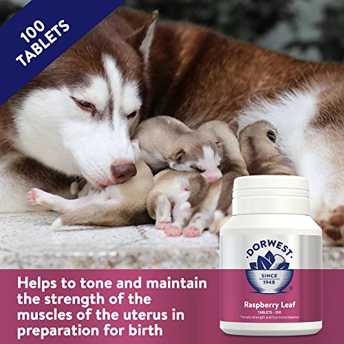 Dorwest Raspberry Leaf Tablets for Dogs And Cats, 100 Tablets, Pregnancy Support For Pets – For Natural Hormonal Balance and Phantom Pregnancies